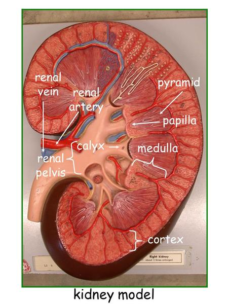 Cortex medulla pyramid papilla renal pelvis renal vein renal artery calyx kidney model.