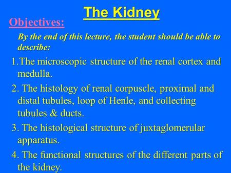 The Kidney Objectives: By the end of this lecture, the student should be able to describe: By the end of this lecture, the student should be able to describe: