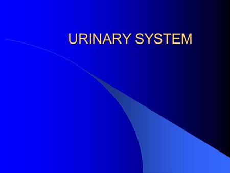 URINARY SYSTEM. Overall Function Blood homeostasis Excretes waste Regulates blood pressure Erythropoeisis Activates Vitamin D.