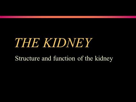 THE KIDNEY Structure and function of the kidney. Function of the kidney The kidney has two main roles. One of the kidney’s roles is to maintain a stable.