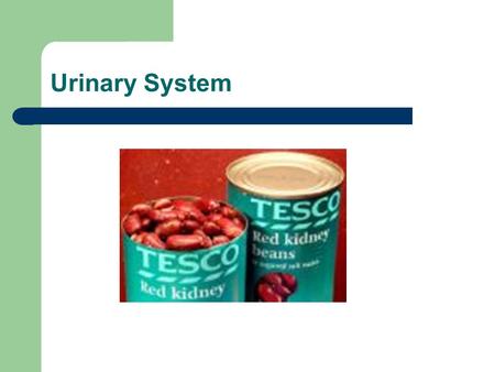 Urinary System. General Structure and Functions of the Urinary System The kidneys filter waste products from the bloodstream and convert the filtrate.
