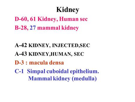 Kidney D-60, 61 Kidney, Human sec B-28, 27 mammal kidney A-42 KIDNEY, INJECTED,SEC A-43 KIDNEY,HUMAN, SEC D-3 : macula densa C-1 Simpal cuboidal epithelium.