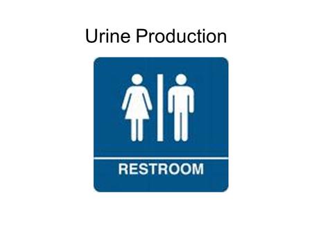 Urine Production Figure 3. Urine formation takes place in the nephron. Figure 3. Urine formation takes place in the nephron.
