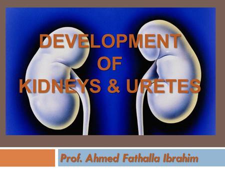 Prof. Ahmed Fathalla Ibrahim DEVELOPMENTOF KIDNEYS & URETES.