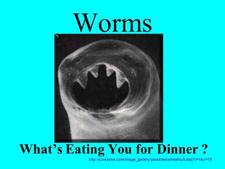 Worms What’s Eating You for Dinner ?