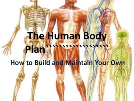 The Human Body Plan``````````````````` How to Build and Maintain Your Own.