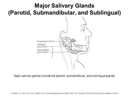 Major Salivary Glands (Parotid, Submandibular, and Sublingual) Major salivary glands include the parotid, submandibular, and sublingual glands. Compton,