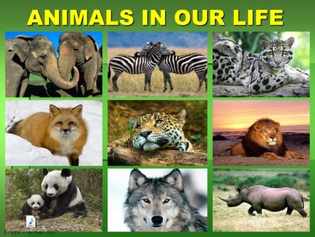 13.10.20151 ANIMALS IN OUR LIFE ANIMALS IN OUR LIFE.