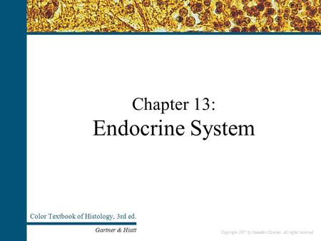 Chapter 13: Endocrine System