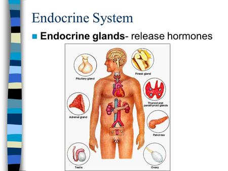 Endocrine System Endocrine glands- release hormones.