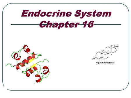 Endocrine System Chapter 16. Hormones Released from glands “Looking for” receptors on cells, or target cells Two types of hormones Steroid: cholesterol.