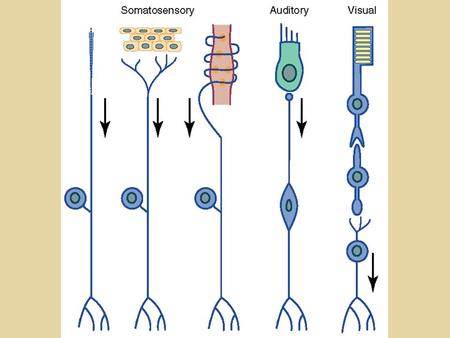 Sensory Transduction Olfaction Chemoreceptors Photoreceptors Vision