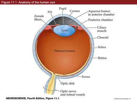 Figure 11.1 Anatomy of the human eye. Box 11A(1) Myopia and Other Refractive Errors.