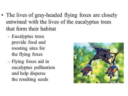 The lives of gray-headed flying foxes are closely entwined with the lives of the eucalyptus trees that form their habitat –Eucalyptus trees provide food.