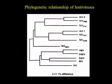 Phylogenetic relationship of lentiviruses. - The heterologous host all develop disease that show many parallels to human AIDS, the similarities including.