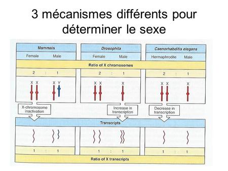 3 mécanismes différents pour déterminer le sexe. Développement mâle et femelle.