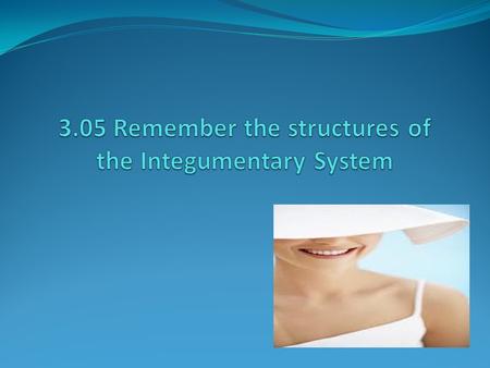 3.05 Remember the structures of the Integumentary System