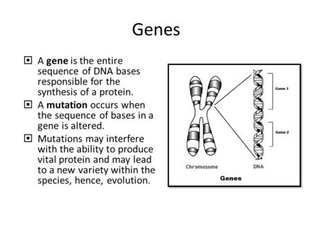 Genes  A gene is the entire sequence of DNA bases responsible for the synthesis of a protein.  A mutation occurs when the sequence of bases in a gene.