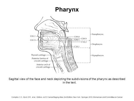 Pharynx Sagittal view of the face and neck depicting the subdivisions of the pharynx as described in the text. Compton, C.C., Byrd, D.R., et al., Editors.