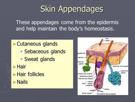 Skin Appendages These appendages come from the epidermis and help maintain the body’s homeostasis. Cutaneous glands Sebaceous glands Sweat glands Hair.