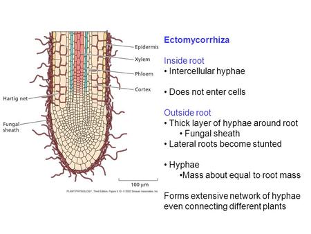Ectomycorrhiza Inside root Intercellular hyphae Does not enter cells Outside root Thick layer of hyphae around root Fungal sheath Lateral roots become.
