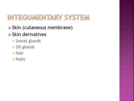 Integumentary System Skin (cutaneous membrane) Skin derivatives