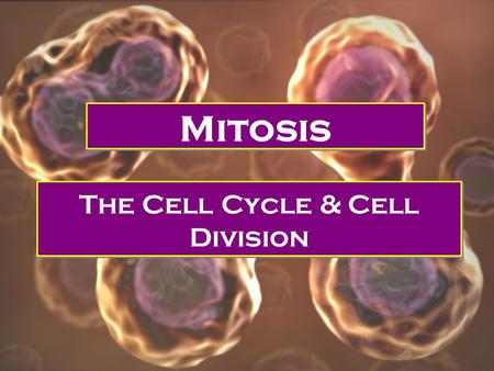 The Cell Cycle & Cell Division Mitosis. DNA and Cell Division: First, a look at Chromosomes: Chromatin: DNA in long, thin, loose strands Visible and seen.
