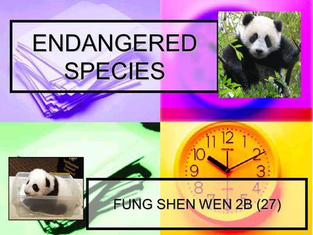 ENDANGERED SPECIES FUNG SHEN WEN 2B (27). HABITAT  They live in the bamboo forests and jungles in China.  There are as few as 3,100 pandas in the world.