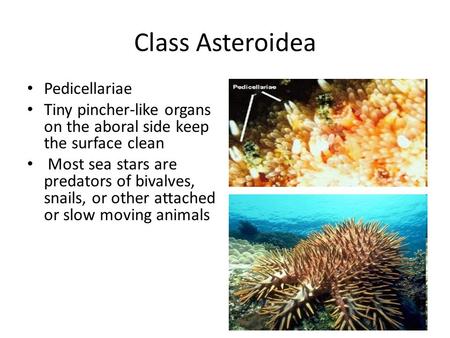 Class Asteroidea Pedicellariae