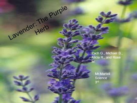 Lavender: The Purple Herb Zach G., Michael B., Alicia R., and Rose M. Mr.Martell Science 3 rd.
