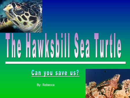 The Hawksbill Sea Turtle