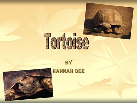 Tortoise By Hannah Dee.