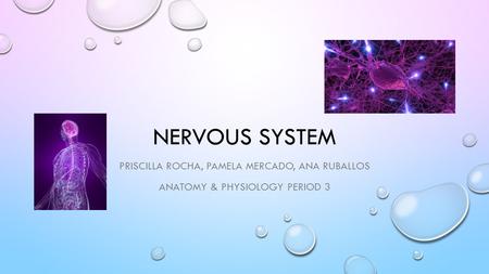 NERVOUS SYSTEM PRISCILLA ROCHA, PAMELA MERCADO, ANA RUBALLOS ANATOMY & PHYSIOLOGY PERIOD 3.
