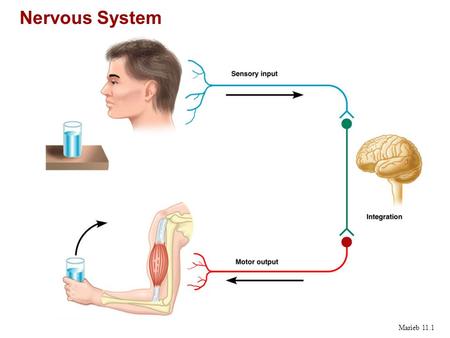 Nervous System Marieb 11.1.