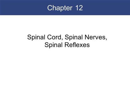 Spinal Cord, Spinal Nerves, Spinal Reflexes