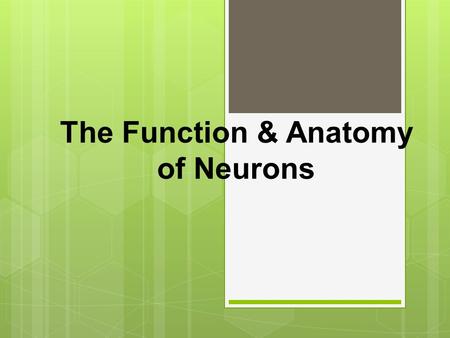 The Function & Anatomy of Neurons What is a Neuron?  It is the cell of nerve tissue that is responsive and conducts impulses within the Nervous System.