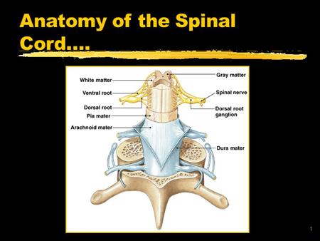 1. 2 Epidural Space: out here between the dura mater and the bone The sub arachnoid space: contains the spinal fluid.