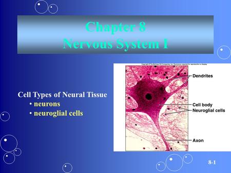 Chapter 8 Nervous System I