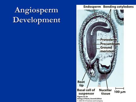Angiosperm Development. Embryogenesis Establishes body plan of the plant Establishes body plan of the plant  Apical-based pattern  Radial pattern Accompanies.