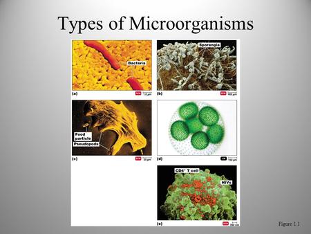Figure 1.1 Types of Microorganisms. Figure 1.1a Figure 1.1b.