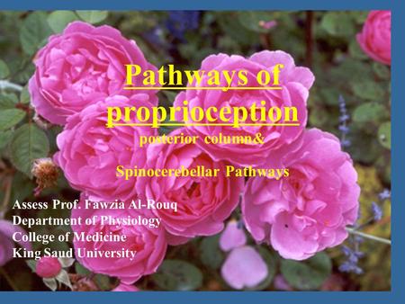 The Autonomic Nervous System Assess Prof. Fawzia Al-Rouq Department of Physiology College of Medicine King Saud University Pathways of proprioception posterior.