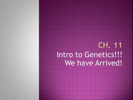 Intro to Genetics!!! We have Arrived!.  Genetics- study of heredity  Punnett Squares  Human Genetics  Pedigree  Blood Typing  Forensics.