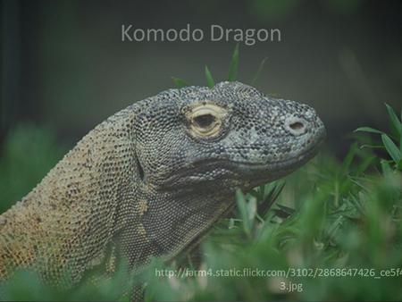 Komodo Dragon  3.jpg.