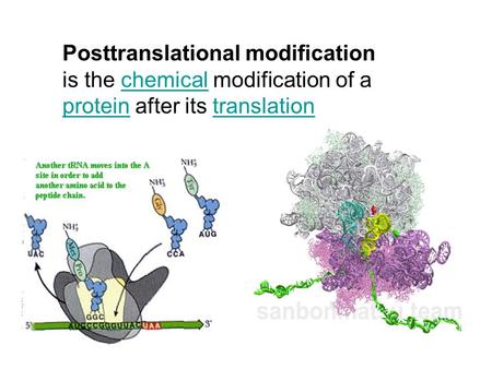 Posttranslational modification is the chemical modification of a protein after its translationchemical proteintranslation.