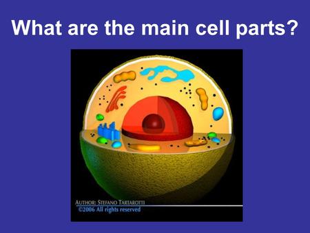 What are the main cell parts?. Three Main Cell Parts BOTH plant and animal cells have three main cell parts Each main part has a special and important.