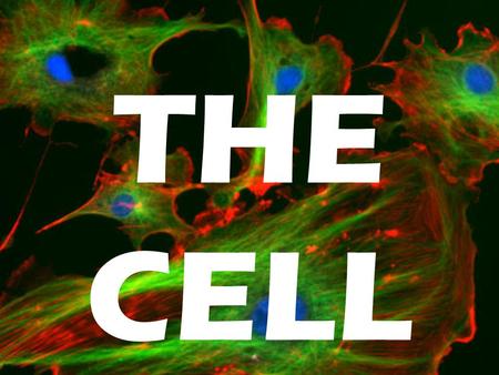THE CELL. The Cell Theory 1. All living organisms are made of cells. Protist cells Skin cells Bacteria cells Plant cells.