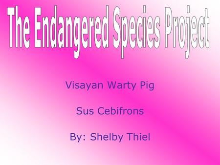 Visayan Warty Pig Sus Cebifrons By: Shelby Thiel.