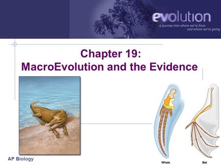 AP Biology 2006-2007 Chapter 19: MacroEvolution and the Evidence.