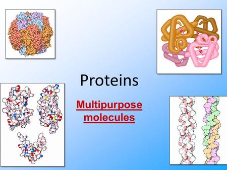 AP Biology Proteins Multipurpose molecules Proteins Most structurally & functionally diverse group Function: involved in almost everything – enzymes.