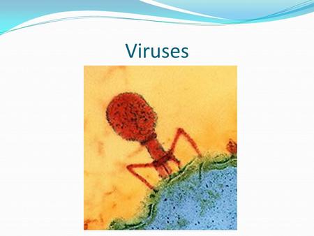 Viruses. Virus Introduction A virus is a sub- microscopic infectious agent only capable of reproducing within a host cell. Virus is Latin for toxin or.
